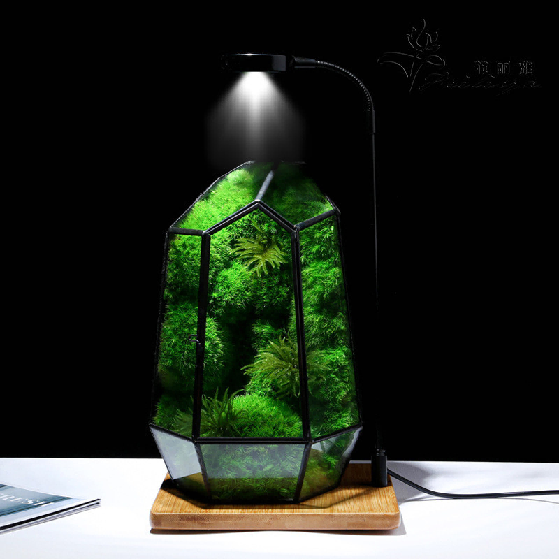 China Moss Decorative: Transform Your Space with Preserved Moss Art